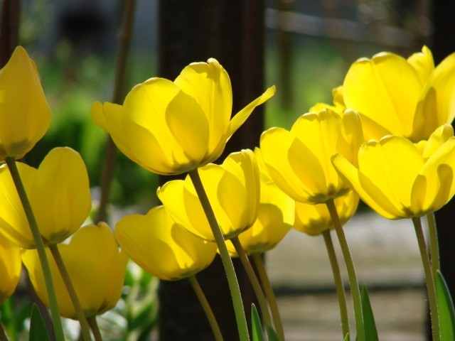 tulipani žuti osunčani